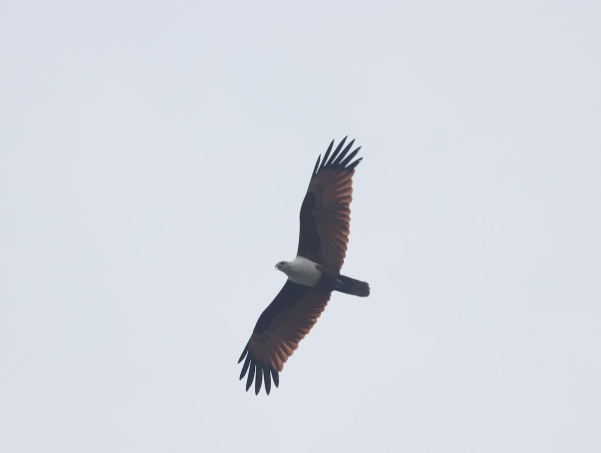 Brahminy Kite - ML609528112