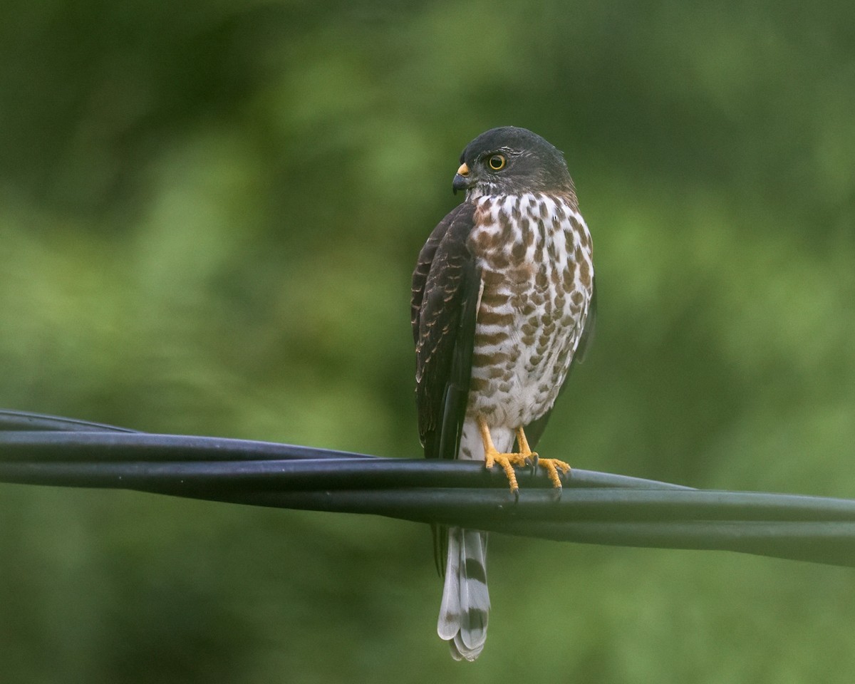 Chinese Sparrowhawk - ML609528258