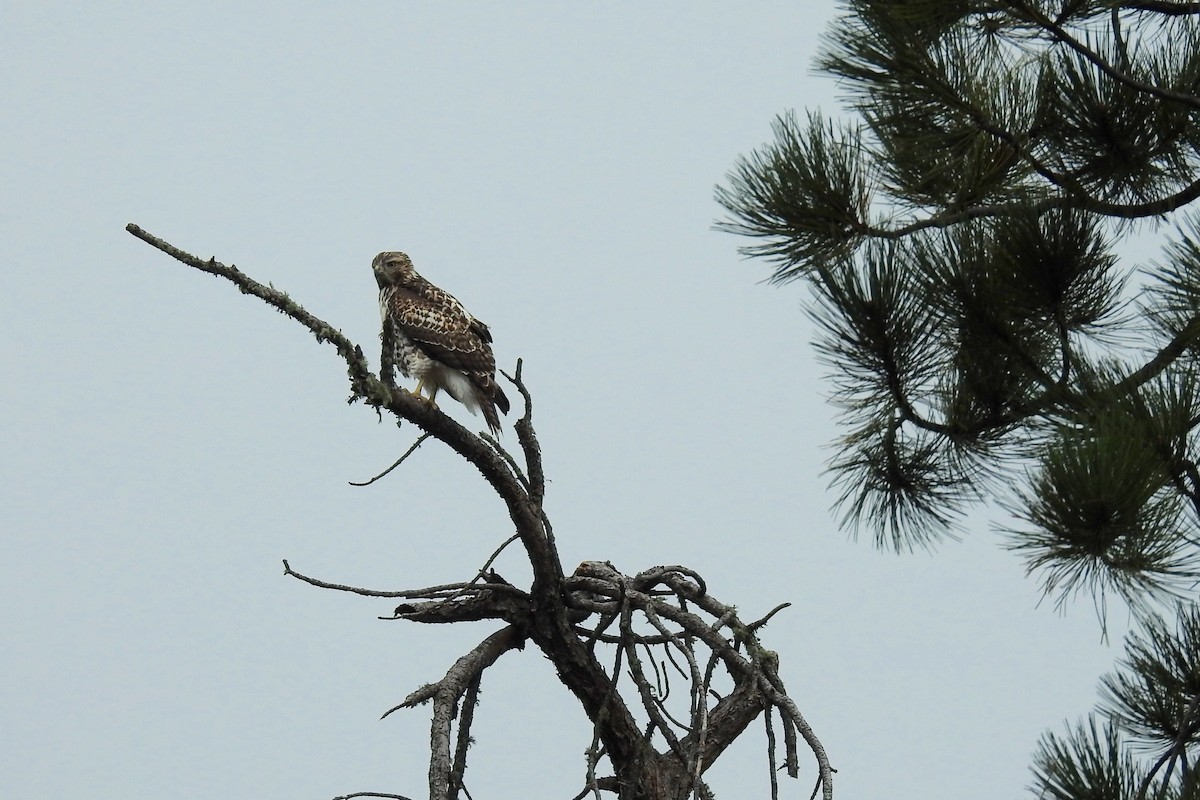 Red-tailed Hawk - ML609528303