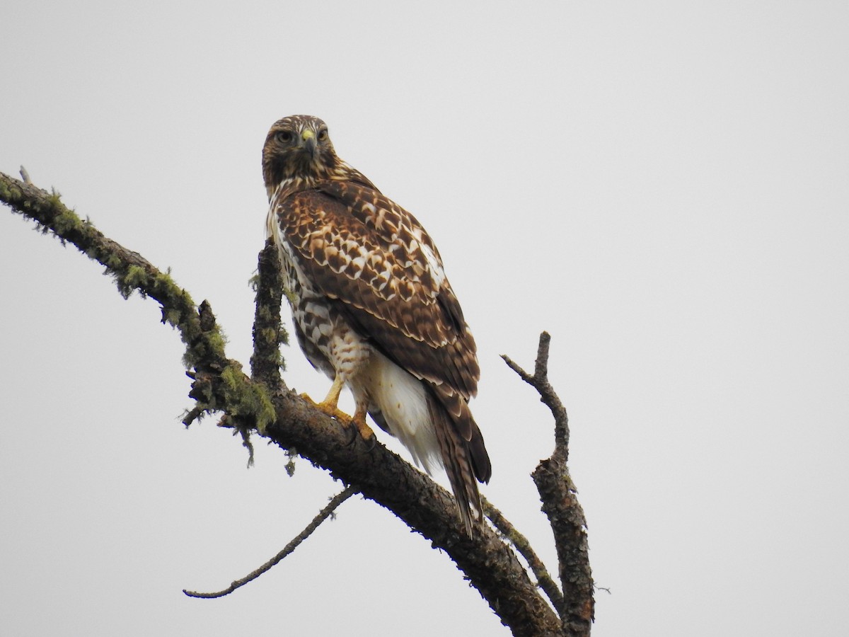 Red-tailed Hawk - ML609528304