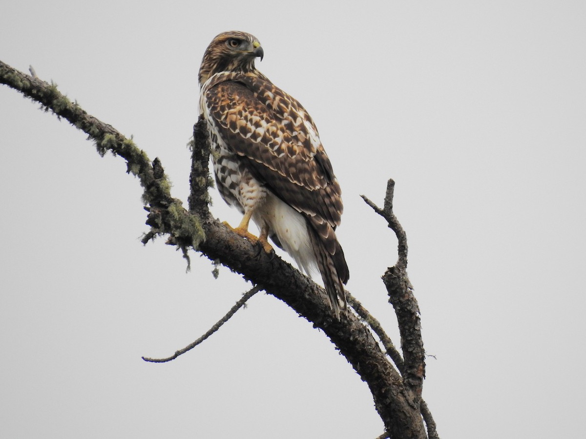 Red-tailed Hawk - ML609528305