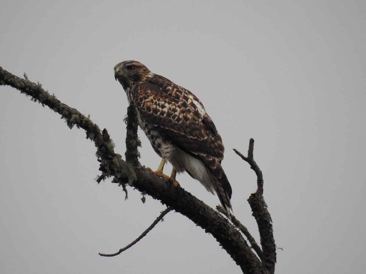 Red-tailed Hawk - ML609528307