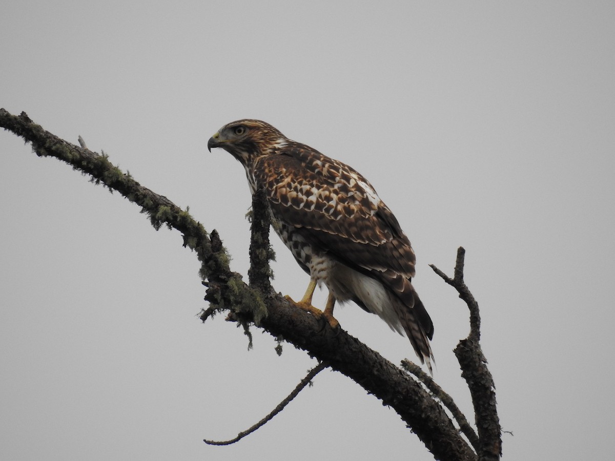 Red-tailed Hawk - ML609528308