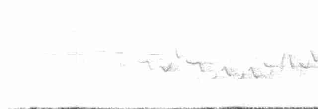 Séricorne timide - ML609528551