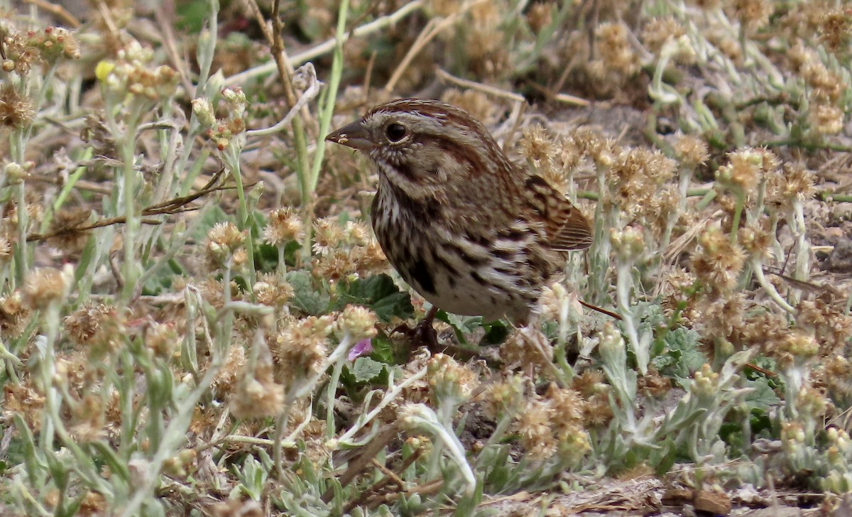 Song Sparrow - ML609528640