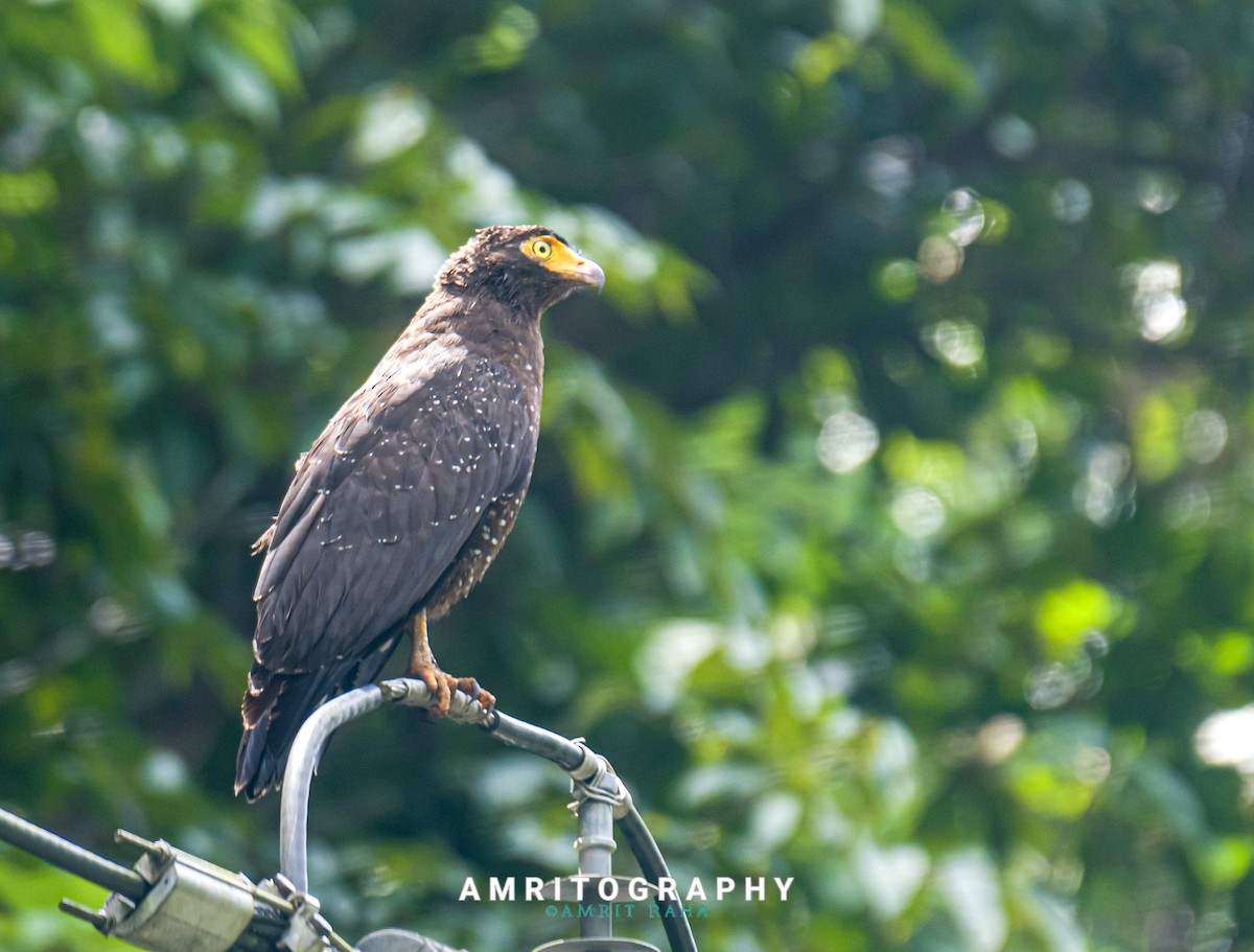 Andaman Serpent-Eagle - ML609528663