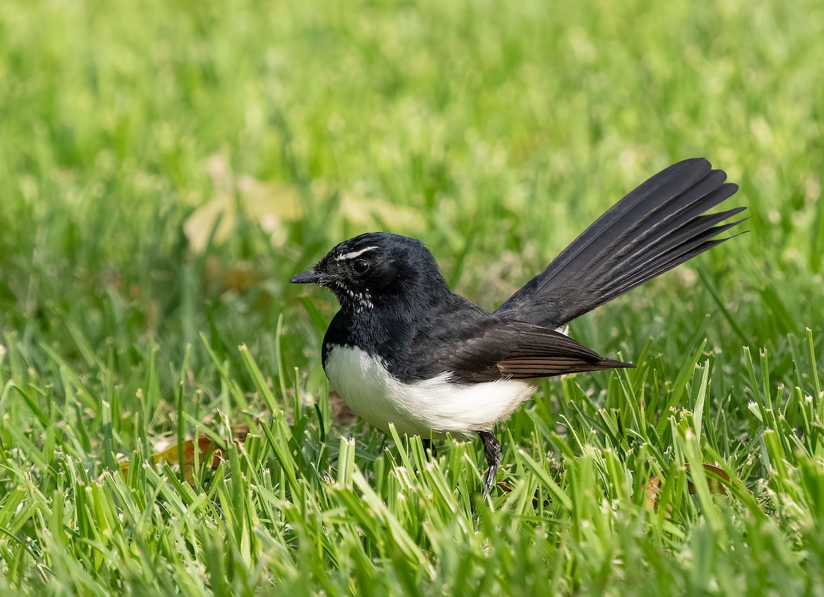 Willie-wagtail - ML609528666