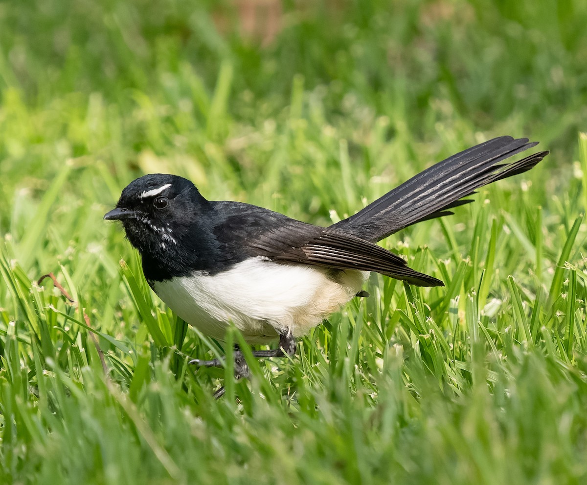 Willie-wagtail - ML609528667