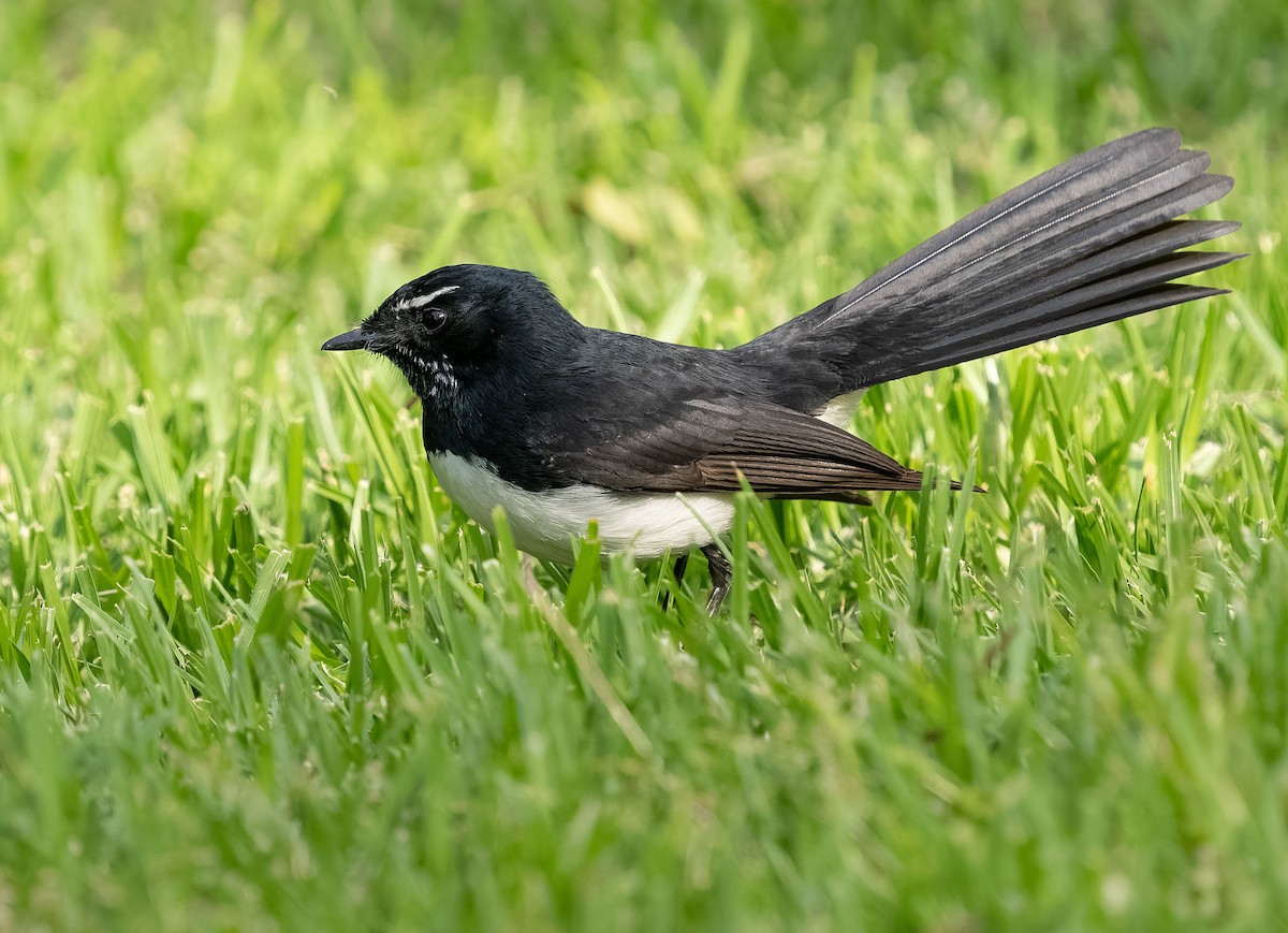 Willie-wagtail - ML609528668