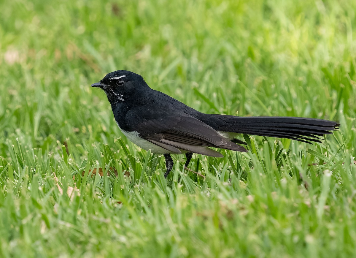 Willie-wagtail - ML609528669