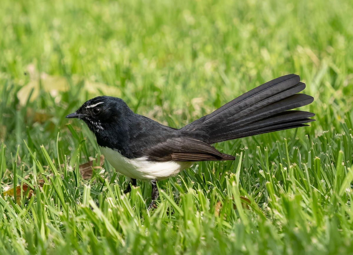 Willie-wagtail - Simon Colenutt