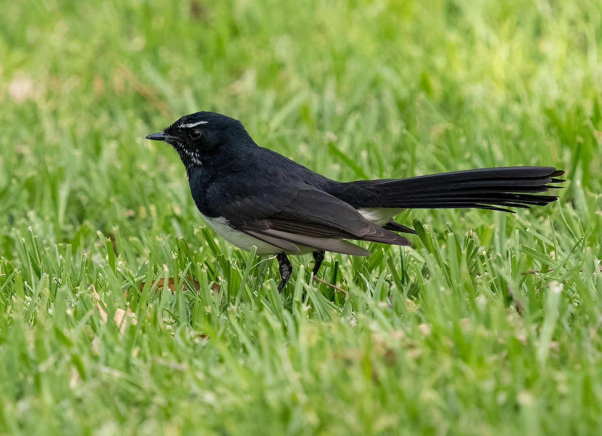 Willie-wagtail - ML609528672