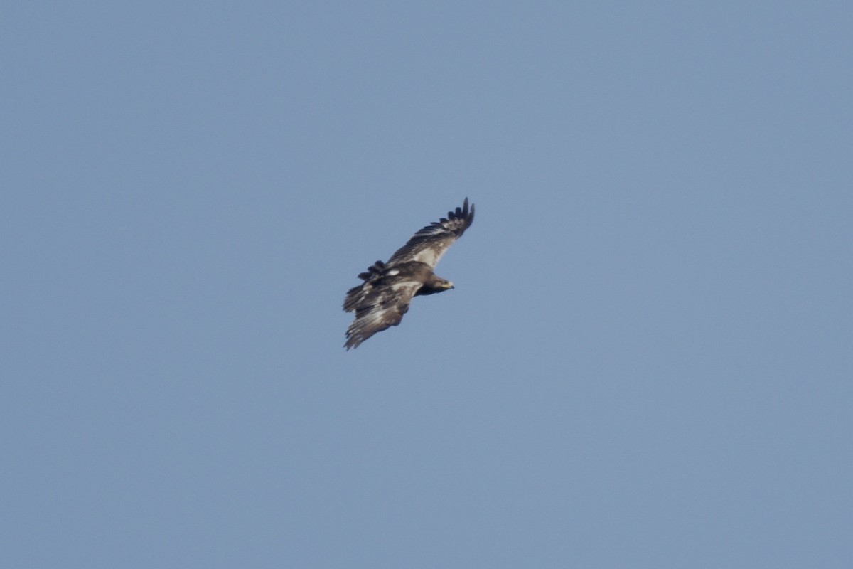 Lesser Spotted Eagle - ML609528768