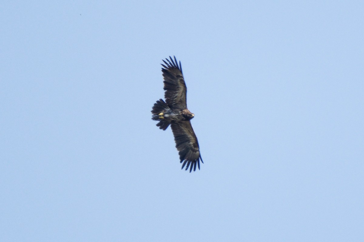 Lesser Spotted Eagle - ML609528769