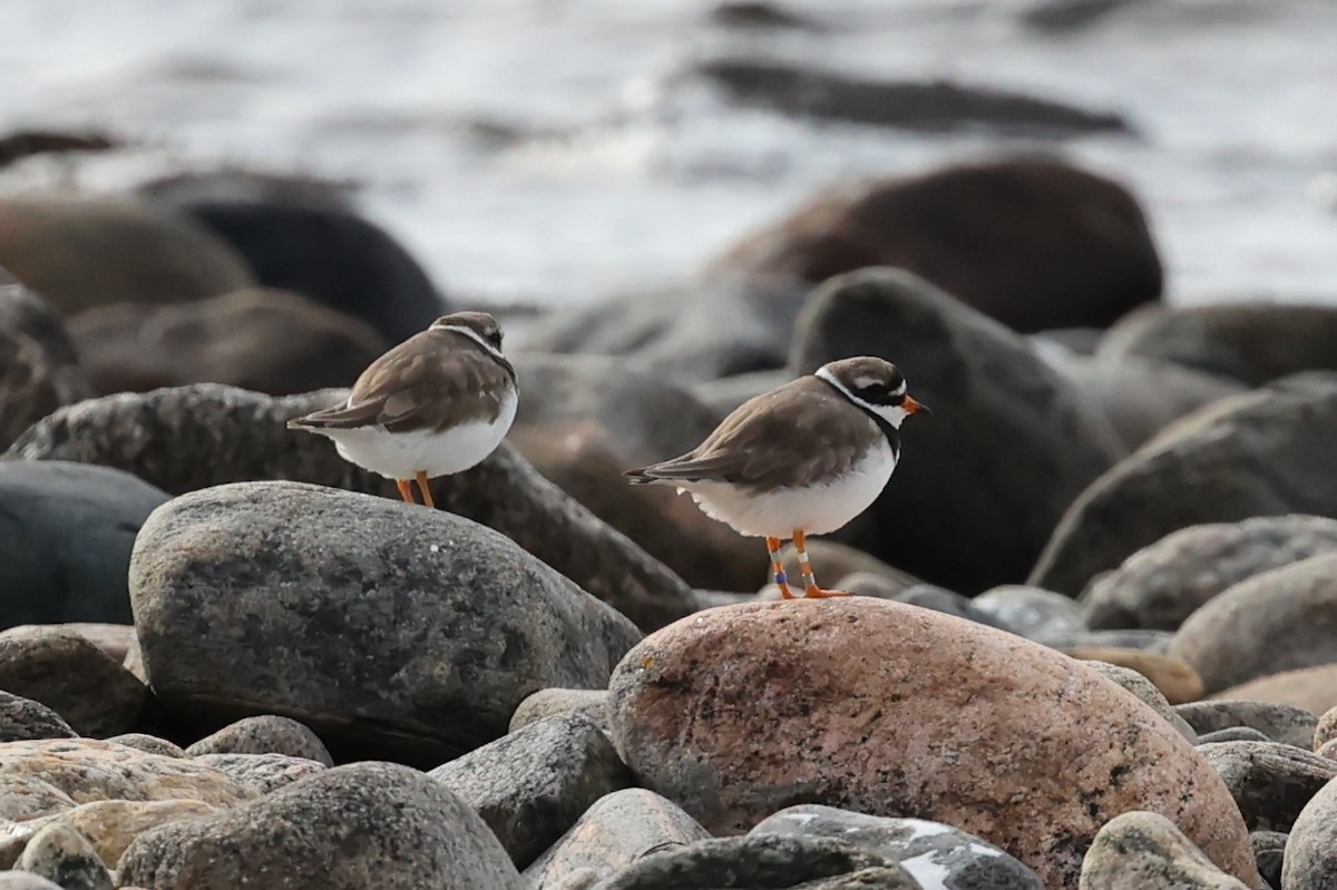 Common Ringed Plover - ML609528866