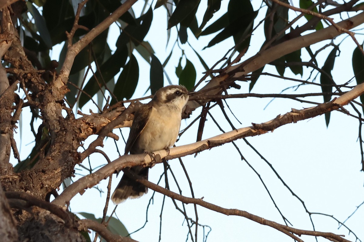 Black-eared Cuckoo - ML609528925