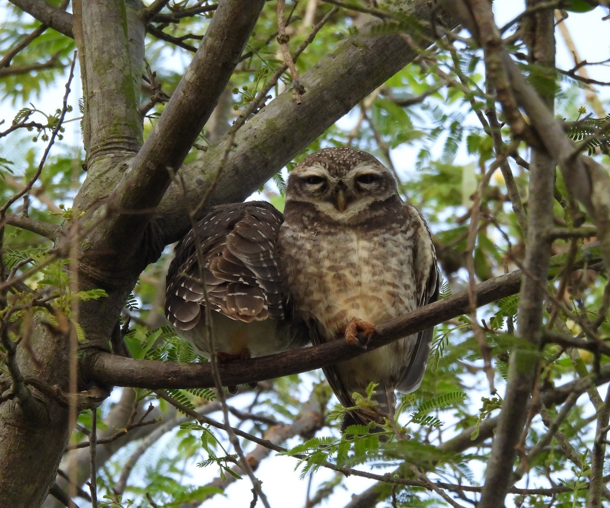 Spotted Owlet - ML609528961