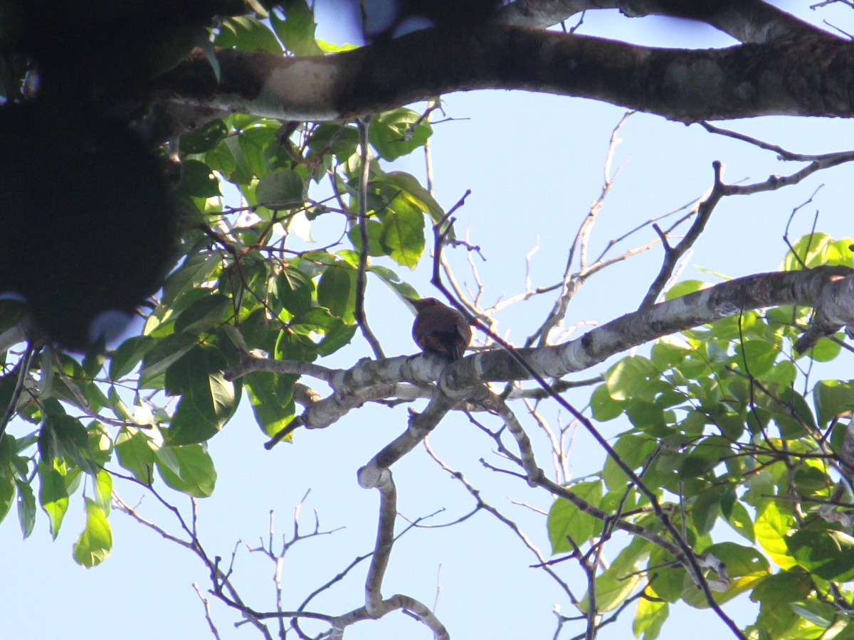 Waved Woodpecker (Waved) - ML609529484