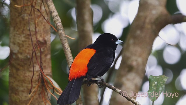 Flame-rumped Tanager (Flame-rumped) - ML609529680