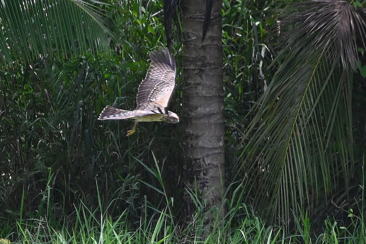 Spotted Harrier - ML609529732