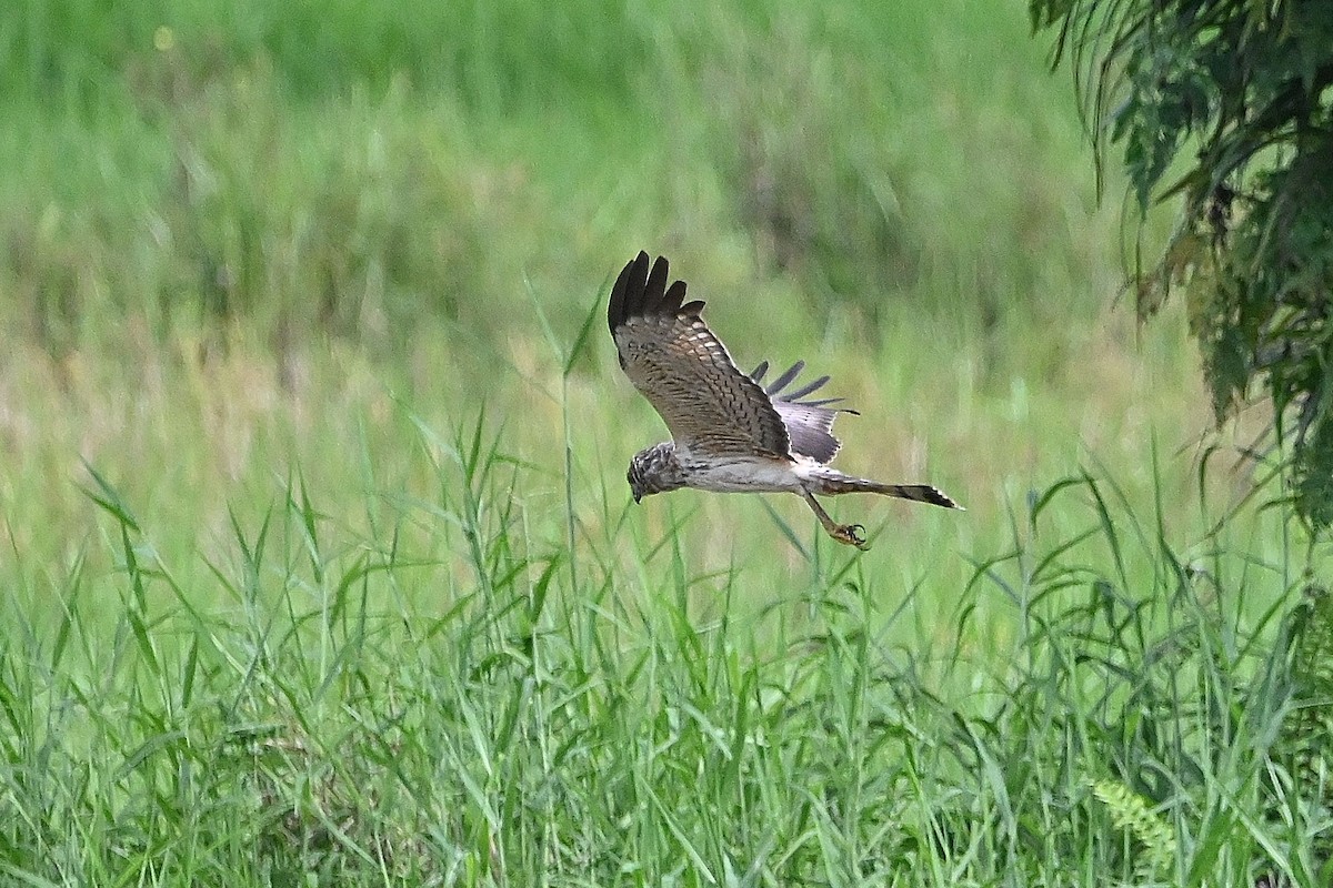 Spotted Harrier - ML609529734