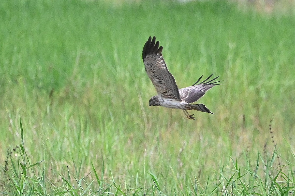 Spotted Harrier - ML609529736