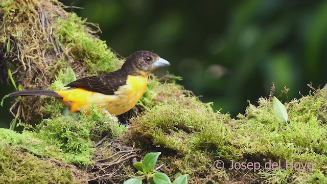 Flame-rumped Tanager (Flame-rumped) - ML609529875