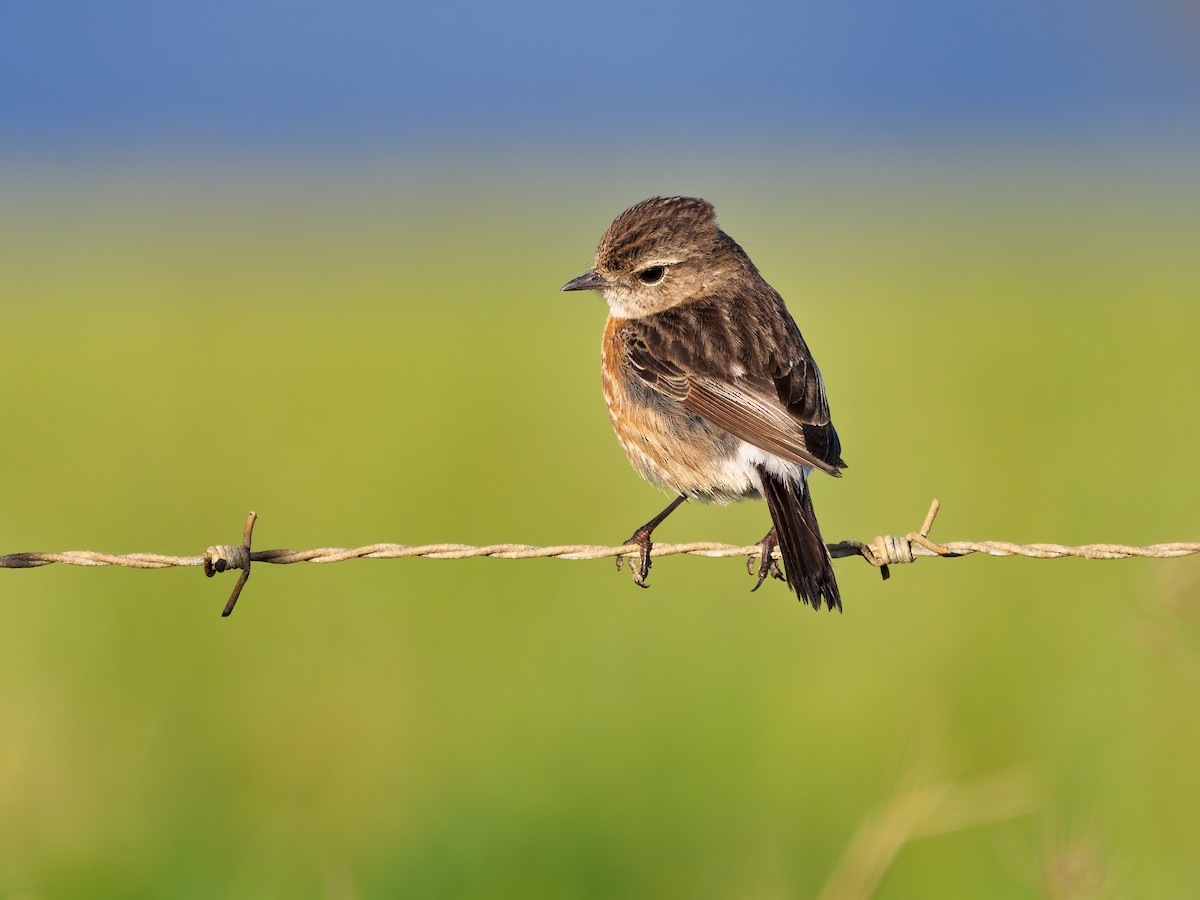 African Stonechat - ML609530038