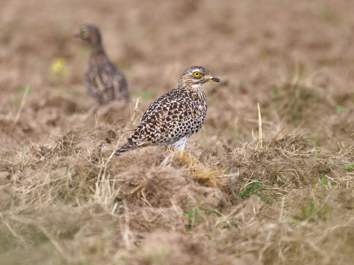 Spotted Thick-knee - ML609530116