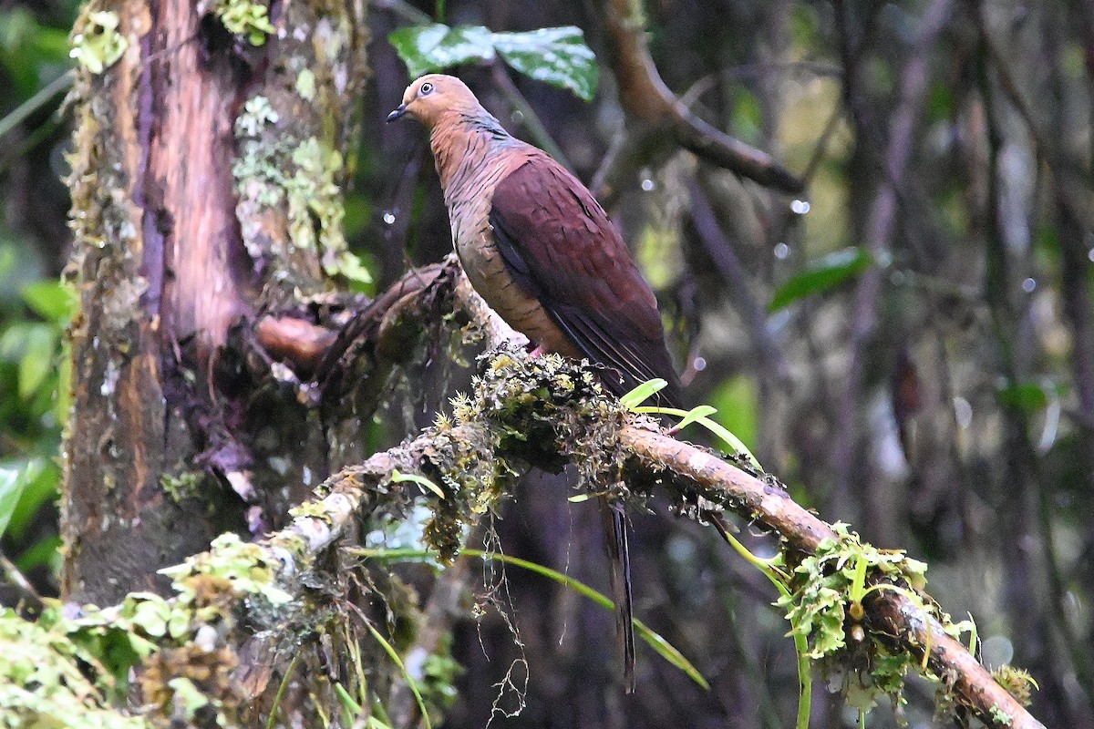 Sultan's Cuckoo-Dove (Sulawesi) - ML609530261