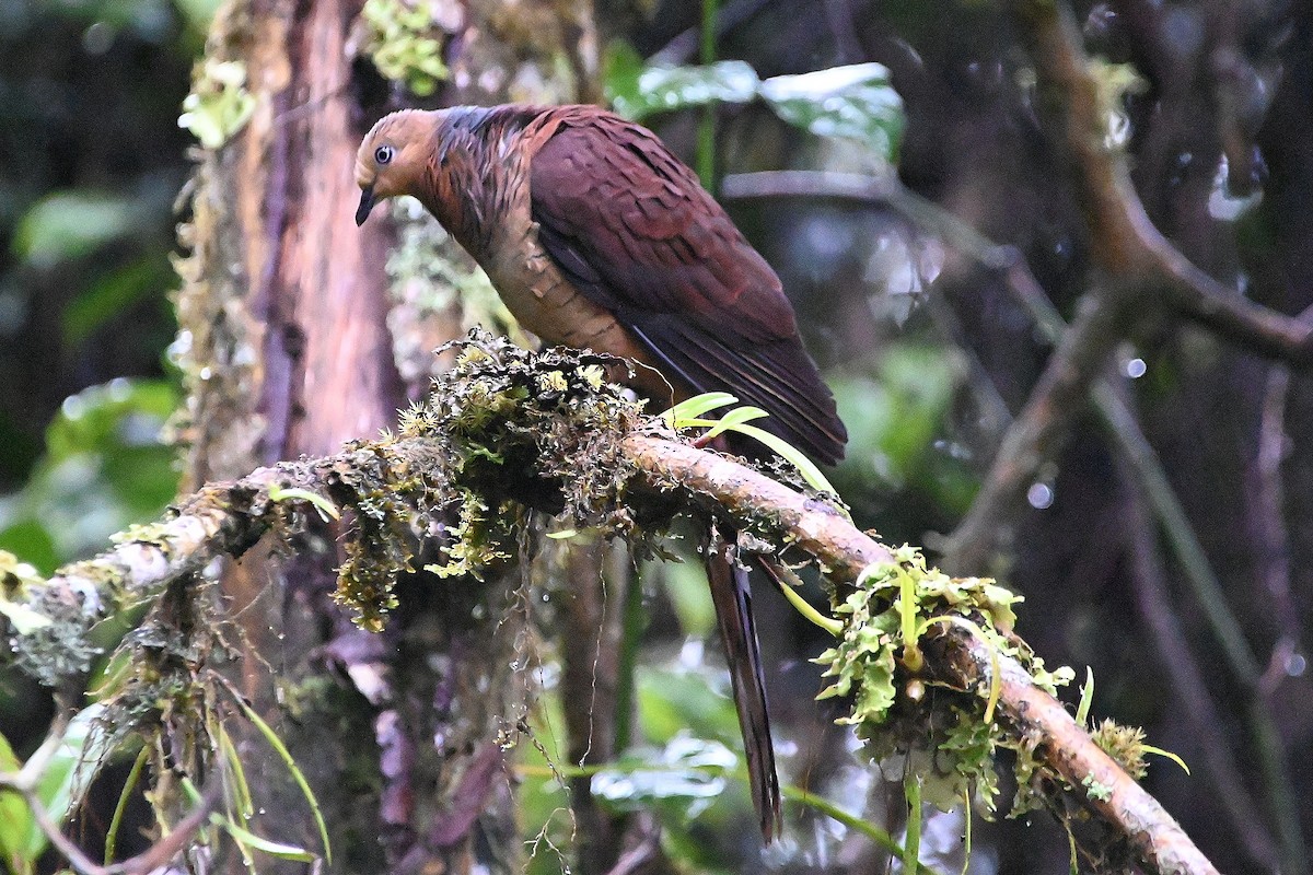 Sultan's Cuckoo-Dove (Sulawesi) - ML609530263