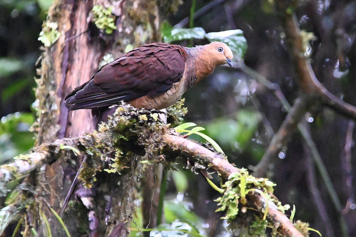 Sultan's Cuckoo-Dove (Sulawesi) - ML609530267