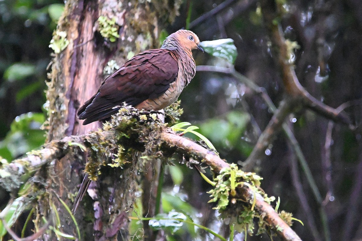 Sultan's Cuckoo-Dove (Sulawesi) - ML609530271
