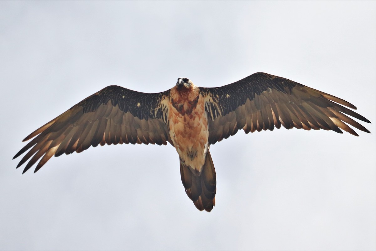 Bearded Vulture - Kamiel Hallmann