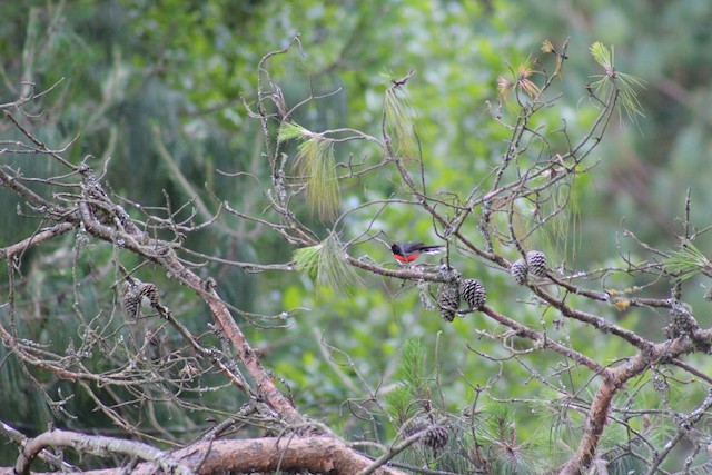 Bird in its habitat; Veracruz, Mexico. - Slate-throated Redstart - 