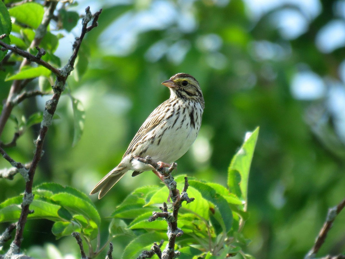 Savannah Sparrow (Savannah) - ML60953121