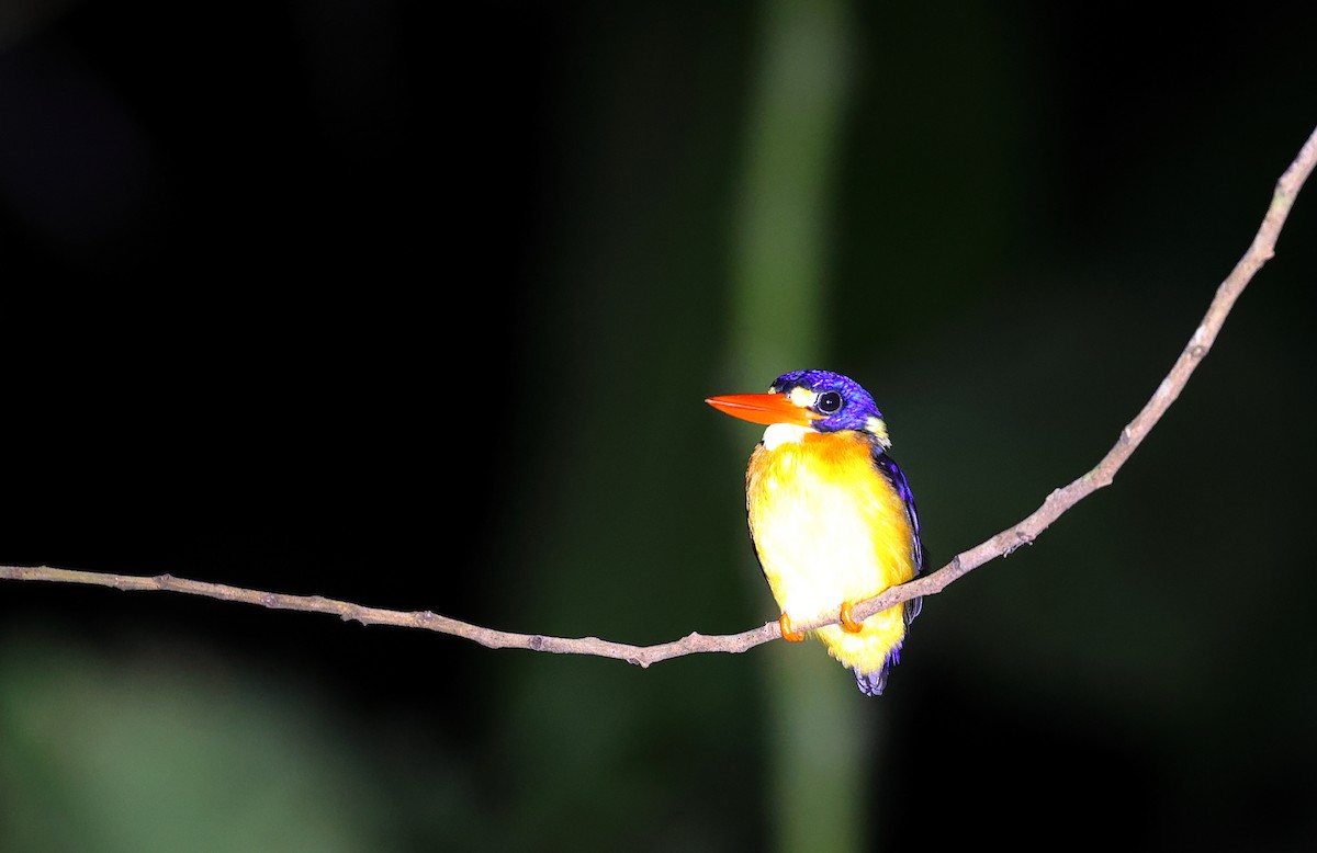 Moluccan Dwarf-Kingfisher (North Moluccan) - ML609531371