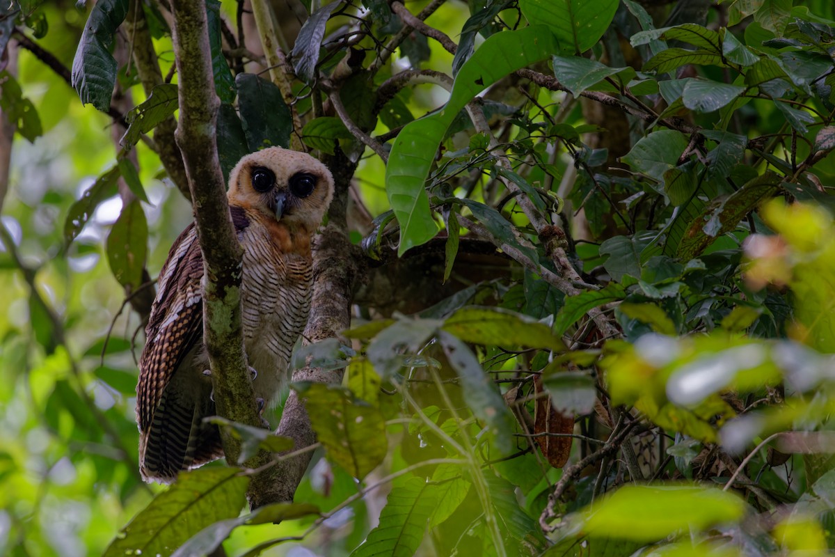 Brown Wood-Owl - ML609531447