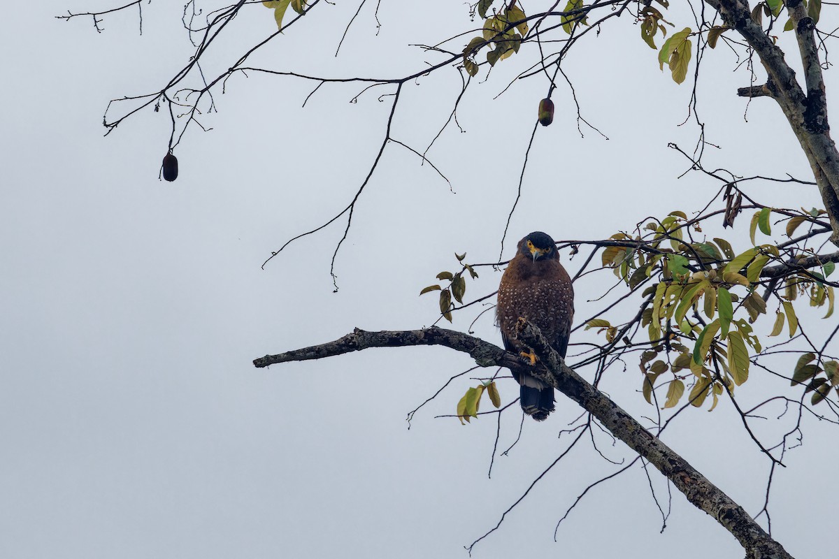 Crested Serpent-Eagle - ML609531462
