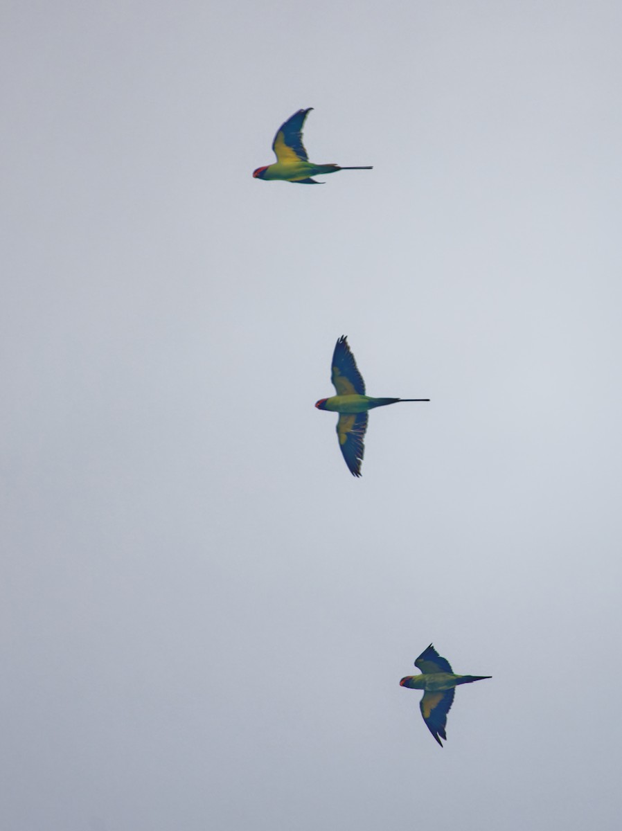 Long-tailed Parakeet - ML609531487