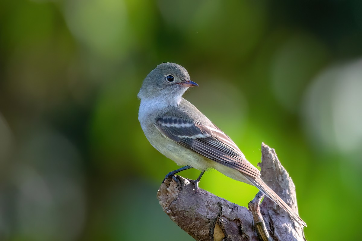 Small-billed Elaenia - Marcos Eugênio Birding Guide