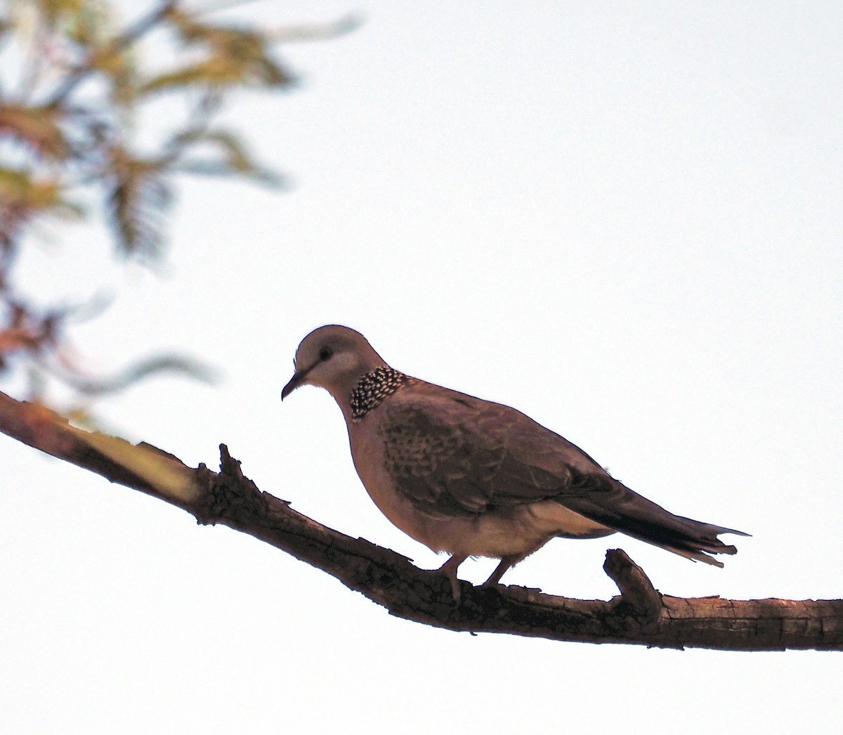 Spotted Dove - ML609531790
