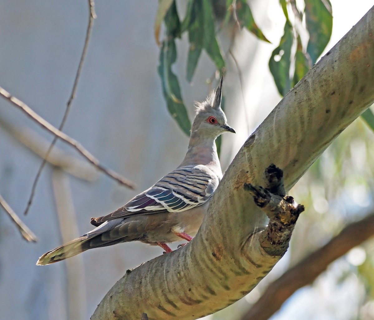 Crested Pigeon - ML609531808