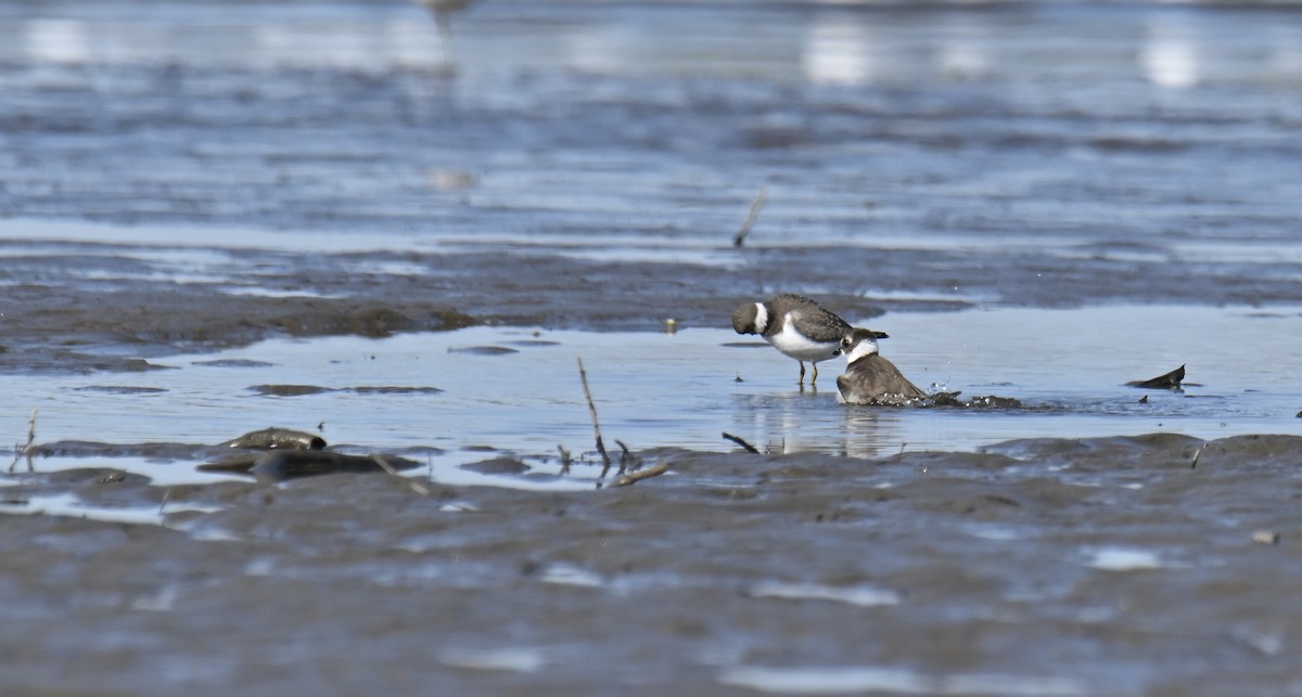 Semipalmated Plover - ML609531814