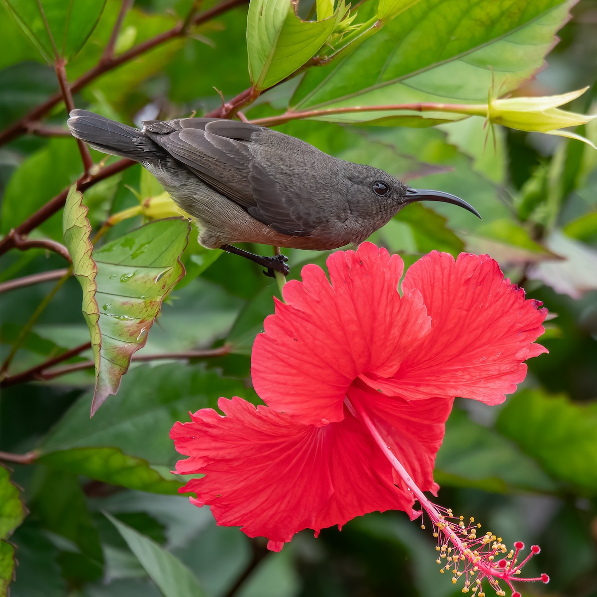 Seychelles Sunbird - ML609531854