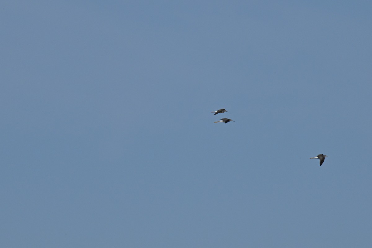Greater Yellowlegs - ML609531859