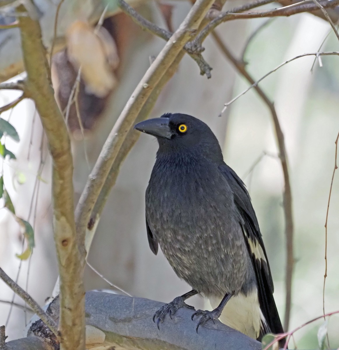 Pied Currawong - ML609532090