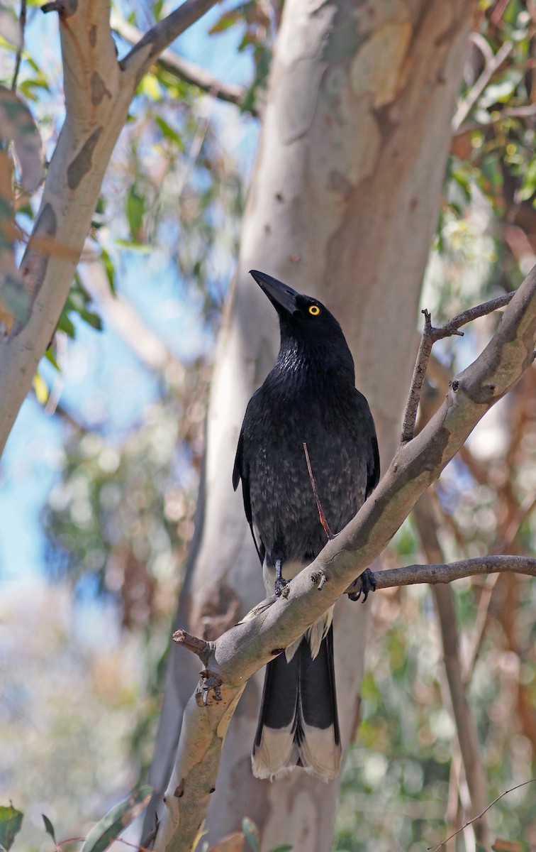 Pied Currawong - ML609532103