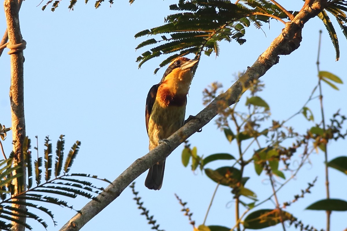 Brown-chested Barbet - ML609532342