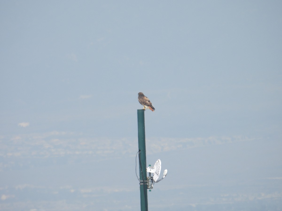 Red-tailed Hawk - ML609532786